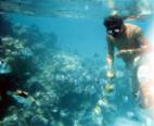 Snorkelling in front of property