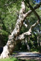 Rainforest Roadside Reserve