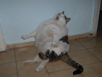 cat