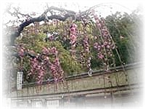B&B Masuya Dong