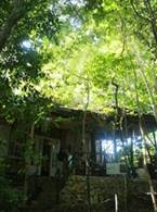 Contentment Jungle Resort