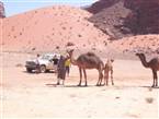 Bedouin Lifestyle Camp