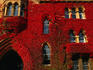 Red leafed ivy covering the wall of an historic building in the university city of Oxford.