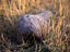 Image_1038-67