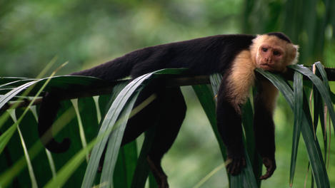 Tropical rainforest, Costa Rica