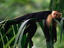 Tropical rainforest, Costa Rica