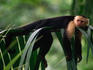 White-faced Capuchin (Cebus capucinus) laying on a branch in a tropical rainforest.