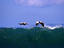 Brown Pelicans, Costa Rica