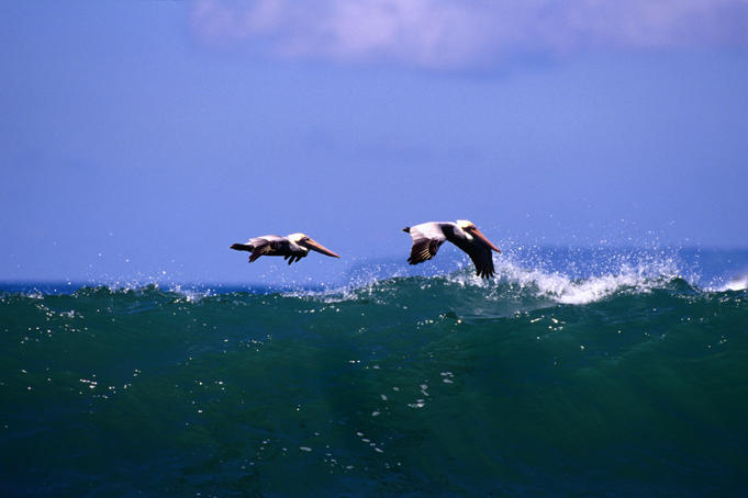 Brown Pelicans (Pelicanus occidentalis) fly over the Pacific Ocean waves.