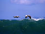 Brown Pelicans (Pelicanus occidentalis) fly over the Pacific Ocean waves.