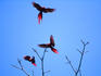 Three Scarlet Macaws (Ara macao) in a ritual mating display in the Corcovado National Park.