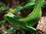 Portrait of the endangered Green Iguana (Iguana iguana) in the Corcovado National Park.