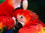 Pair of Scarlet Macaw, Jacó