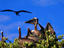 Brown pelicans (Pelicanus occidentalis) nesting amongst red mangrove.