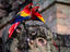 Scarlet Macaw, Central America
