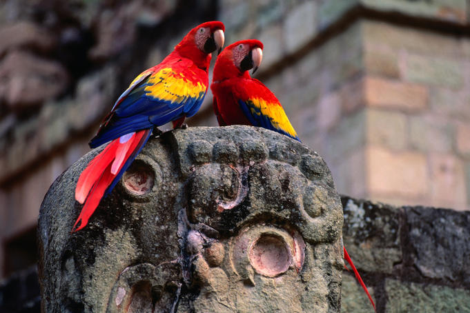 A pair of Scarlet Macaw (Ara Macao) perched on a macaw carving.