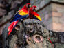 A pair of Scarlet Macaw (Ara Macao) perched on a macaw carving.