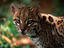 Portrait of an Ocelot (Felis pardalis) at the Hato El Frio, a large cattle ranch in Los Llanos (The Plains).