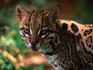 Portrait of an Ocelot (Felis pardalis) at the Hato El Frio, a large cattle ranch in Los Llanos (The Plains).
