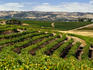 Grape vines soak up the abundant sunshine at the MacLaren Vale Vineyards.
