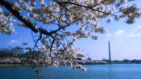The Washington Monument rises above the Tidal Basin, as seen through the flowering cherry blossoms on the Basin's promenade- Washington DC