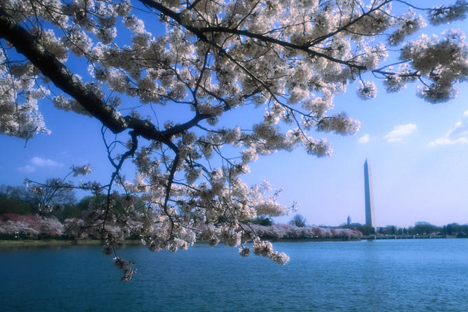 The Washington Monument rises above the Tidal Basin, as seen through the flowering cherry blossoms on the Basin's promenade- Washington DC