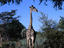 Giraffe, Livingstone & Victoria Falls