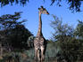 A Giraffe ( Giraffa camelopardalis ) in a park near Livingstone