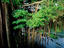 Hawaii's Banyan tree