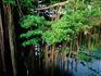 Banyan tree.