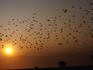 A flock of geese fly over the Waza National Park.