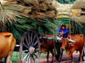 Transporting cut reeds by cart.