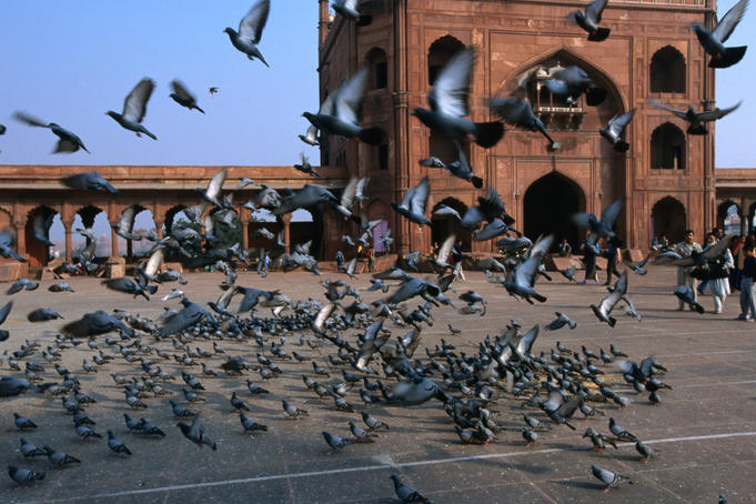 Pigeons take flight in the main courtyard of Jama Masjid in Delhi.