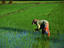 Rice fields, Hoi An