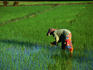 A farmer working the rice fields of Hoi An.