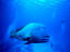 Cod Hole, Queensland