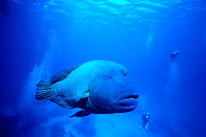 Maori Wrasse (Oxycheilinus digrammus) at Cod Hole, Great Barrier Reef.