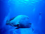 Maori Wrasse (Oxycheilinus digrammus) at Cod Hole, Great Barrier Reef.