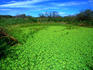 A sea of green lilies covers a lagoon in the Palo Verde National Park.