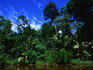 Riverine rainforest in the Tortuguero National Park.