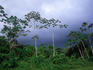 The Cecropia Tree (Cecropia spp.) of Belize. The tree that was revered by the Mayan people and a favourite hang-out of the sloth.
