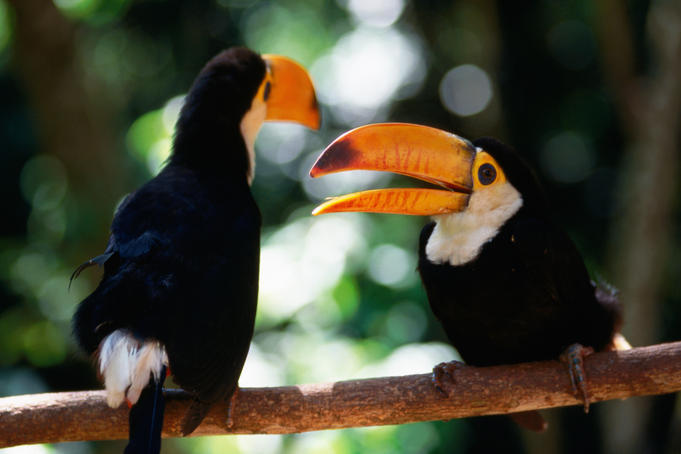 Wildlife wonderland: planning your trip to the Pantanal