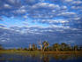 Swamp and savannah, Pantanal.