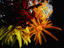 Feather Stars, Papua New Guinea