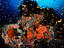 Tropical fish and coral, Daisy's Drop-off.