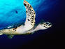 Hawksbill Turtle swimming in Ema Reef, Kimbe Bay.