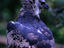 Image_11974-15