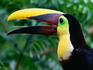 Chestnut-Mandibled Toucan (Ramphastos swainsonii) in profile.