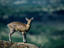 Klipspringer (Oreotragus oreotragus) in the Serengeti.