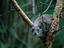 Rock Hyrax (Procavia capensis) in the Serengeti.